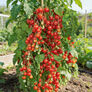 Sweet Million, Tomato Seeds - Packet thumbnail number null